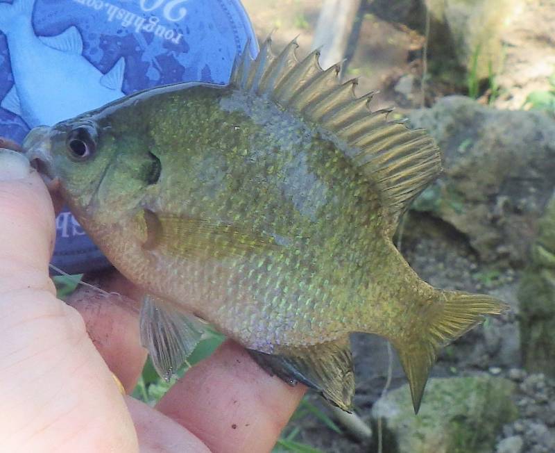 Bluegill in Jones County