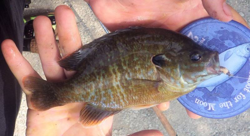 Bluegill in Cook County