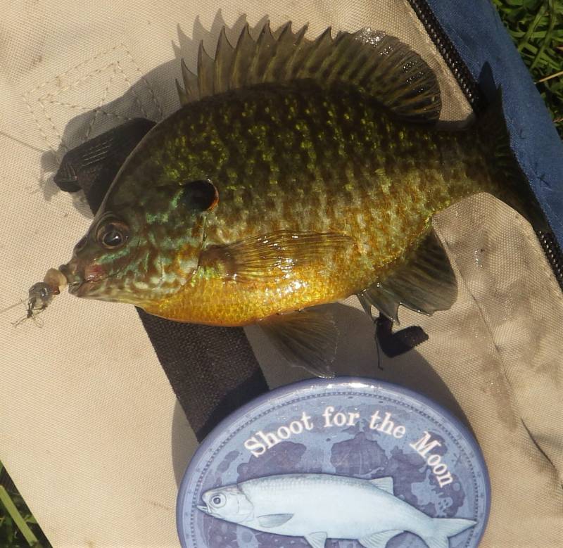 Bluegill in Beaver Dam Lake