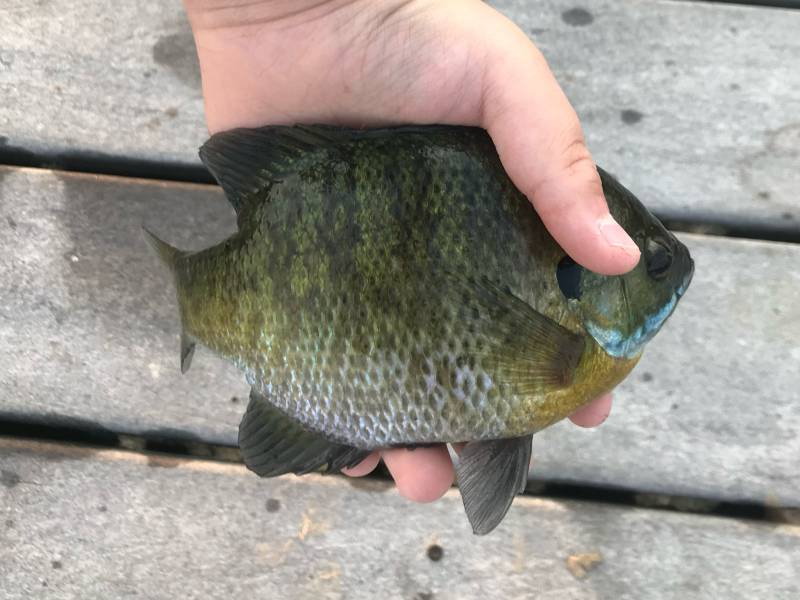 Bluegill in Provo