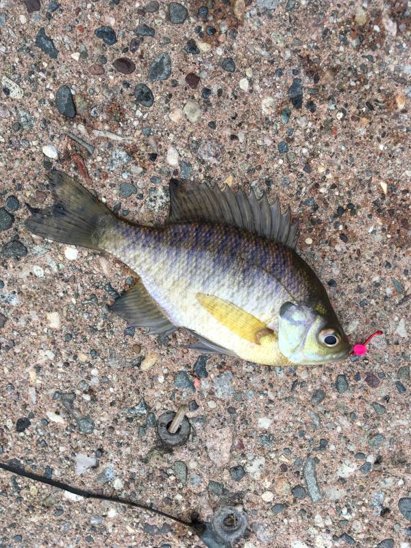 Bluegill in Oakdale