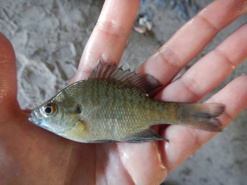 Bluegill in Sinton