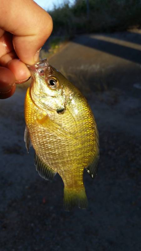 Bluegill in Tracy