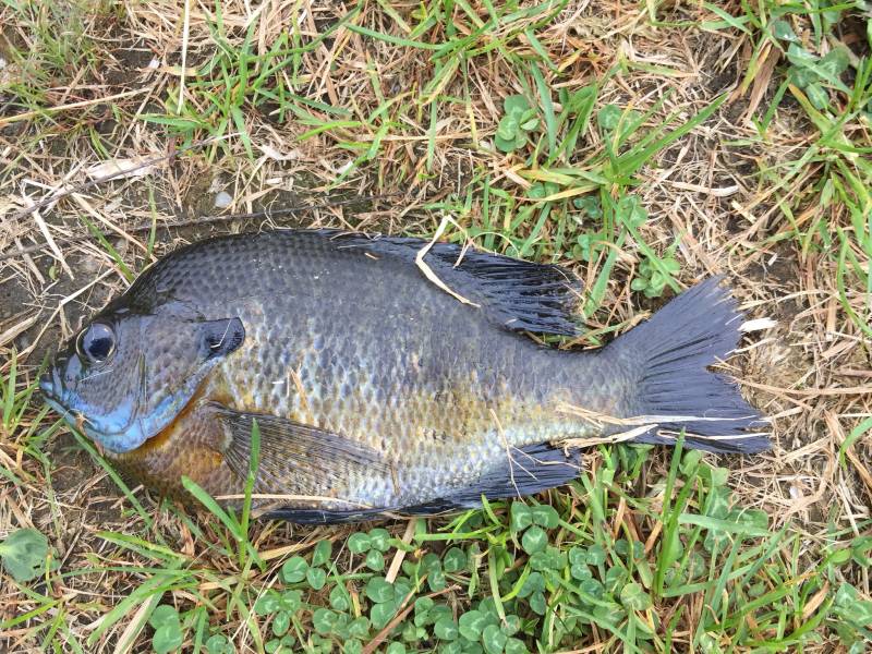 Bluegill in Springfield