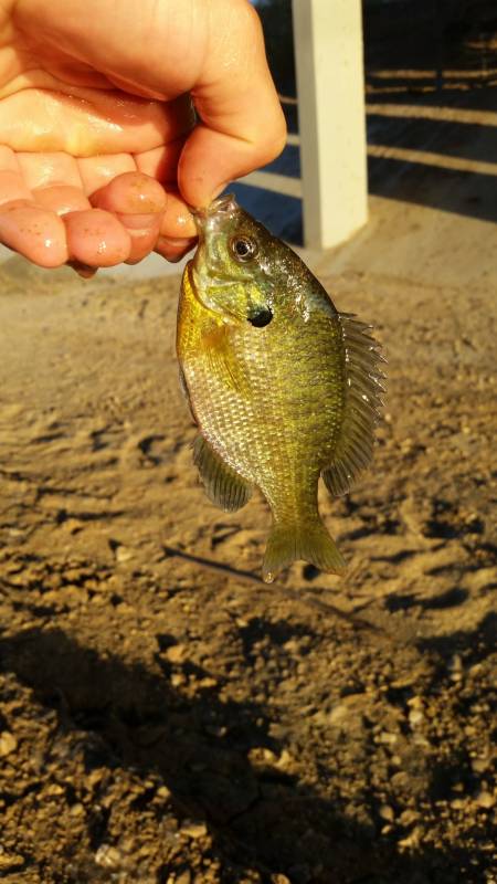Bluegill in Tracy