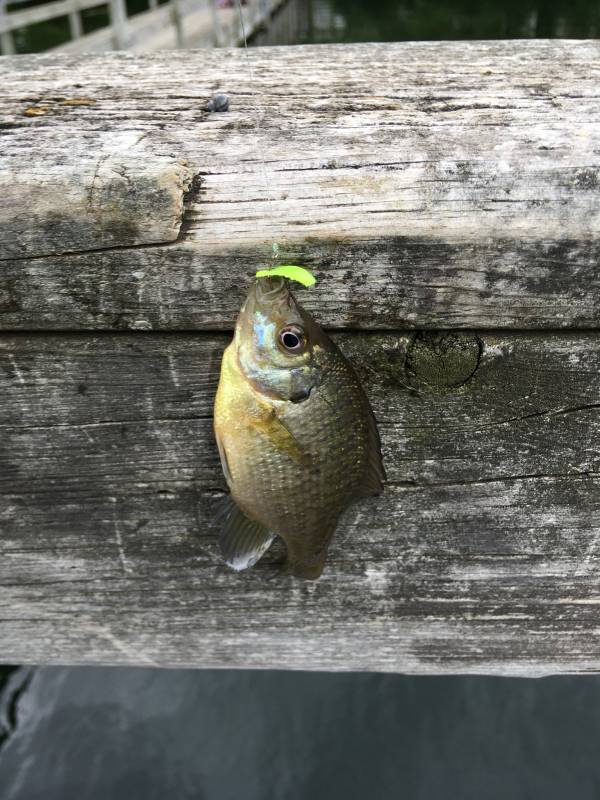 Bluegill in Oakdale