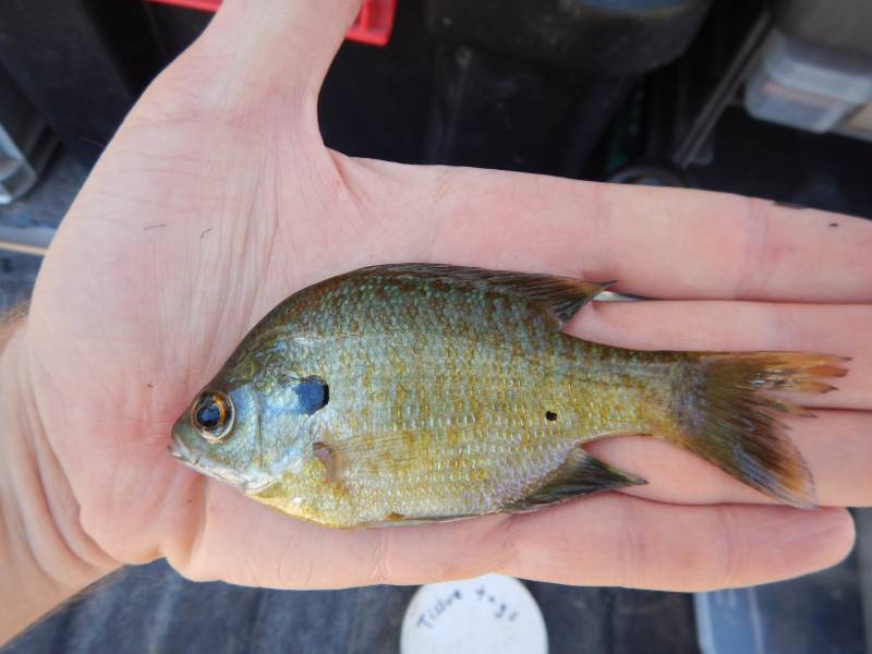 Bluegill in Brady