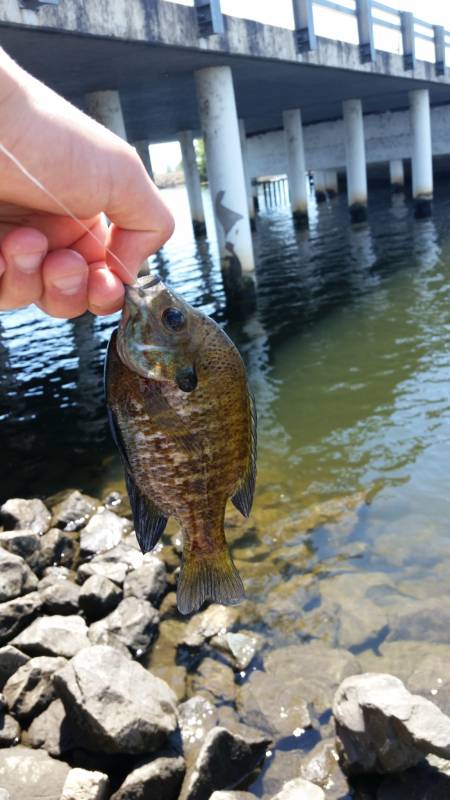 Bluegill in Tracy