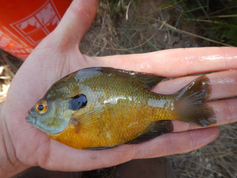 Bluegill in Santa Anna