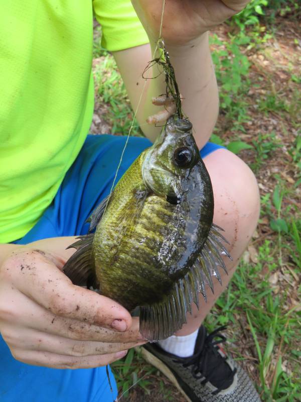 Bluegill in Jasper County