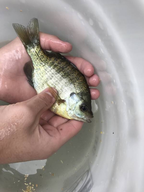 Bluegill in Detroit Lakes