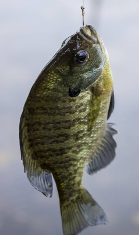 Bluegill in Jefferson County