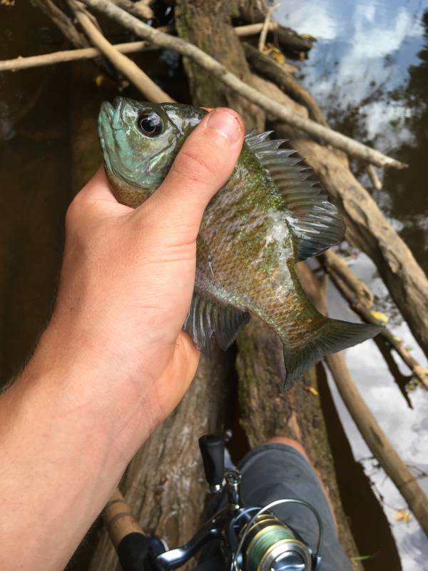 Bluegill in Oxford