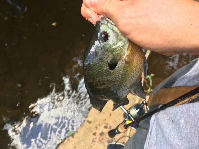 Bluegill in Roxboro