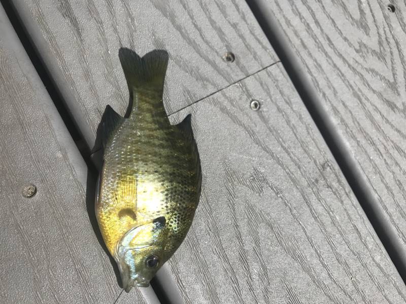 Bluegill in Redlands