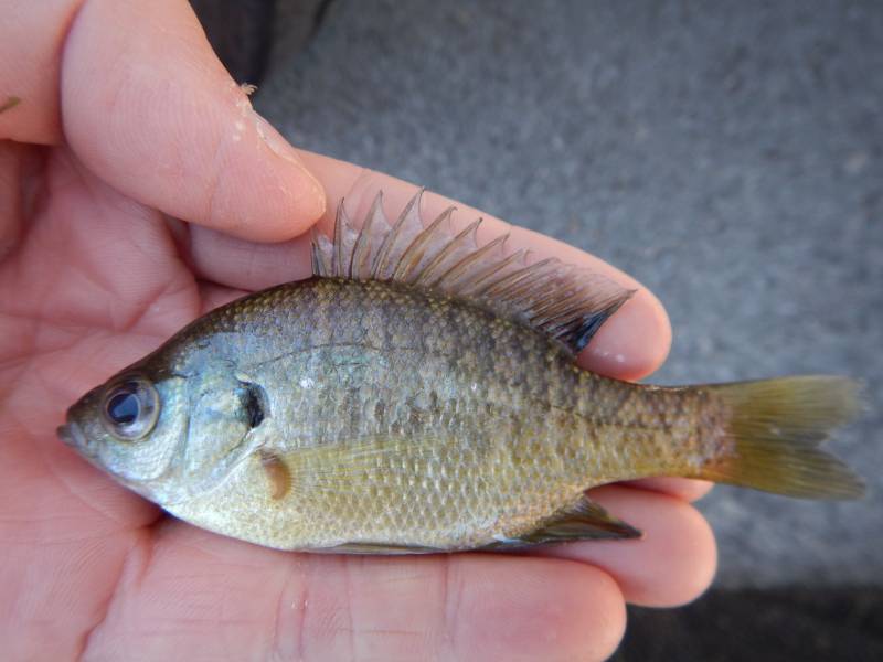 Bluegill in Martindale