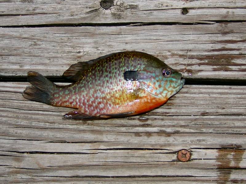 Pumpkinseed sunfish in Viola