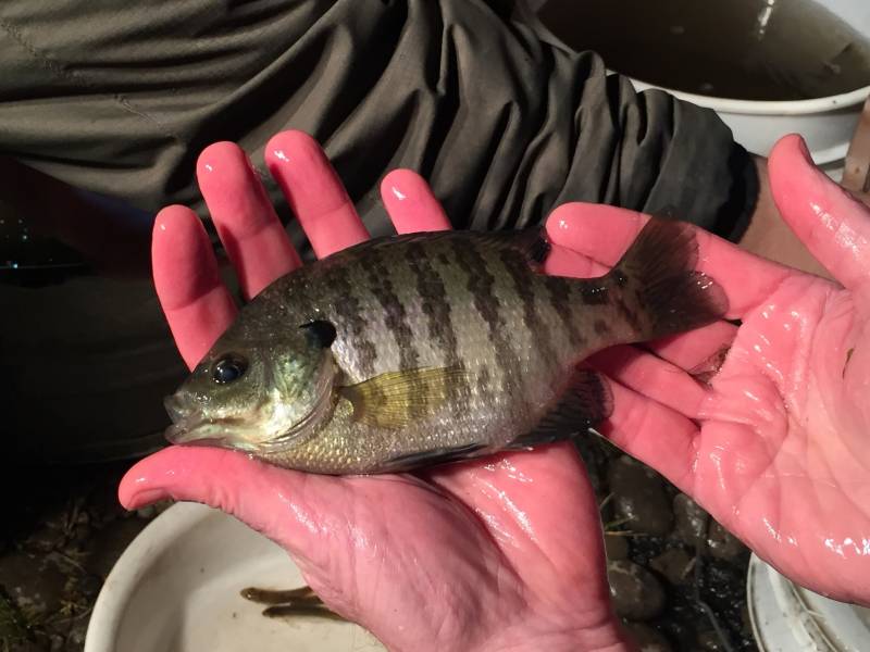 Bluegill in Village of Otisville