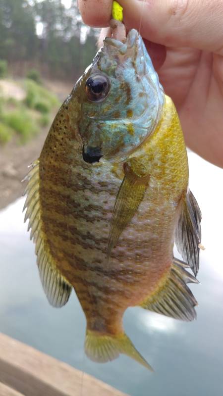 Bluegill in Custer