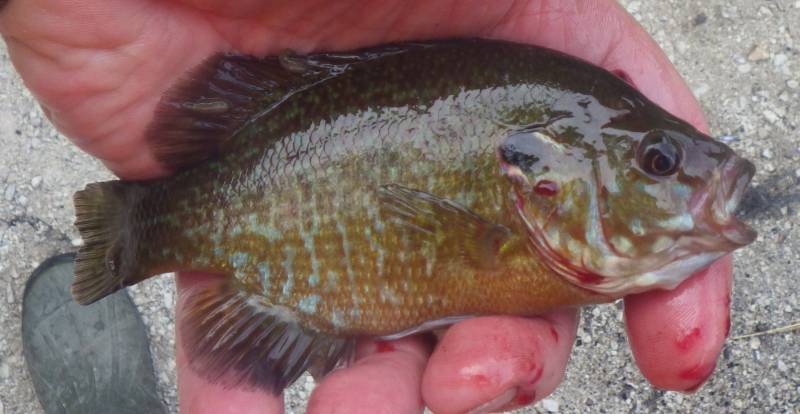 Bluegill in DuPage County