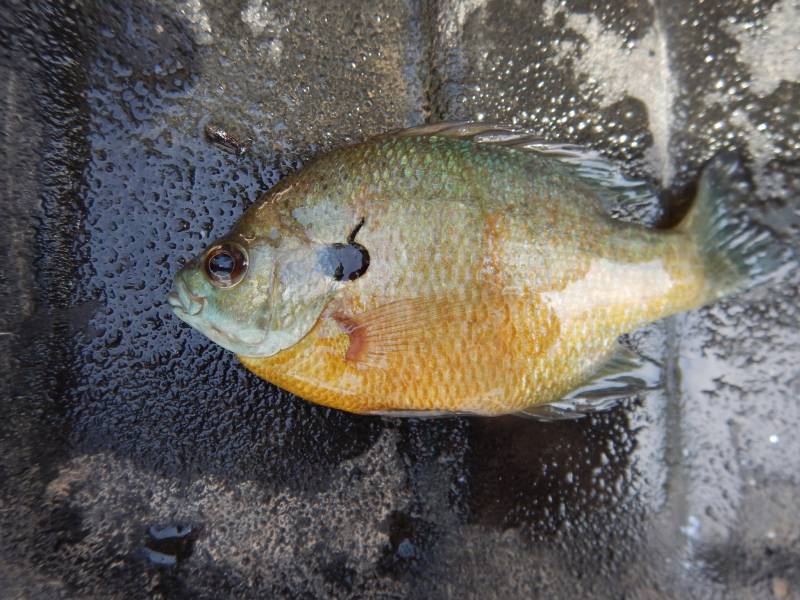 Bluegill in Terrell County