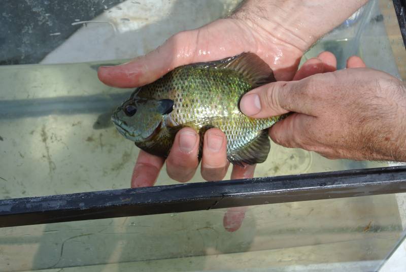 Bluegill in Medina