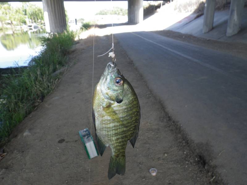 Bluegill in Tracy
