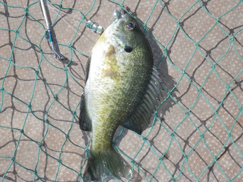 Bluegill in Tracy