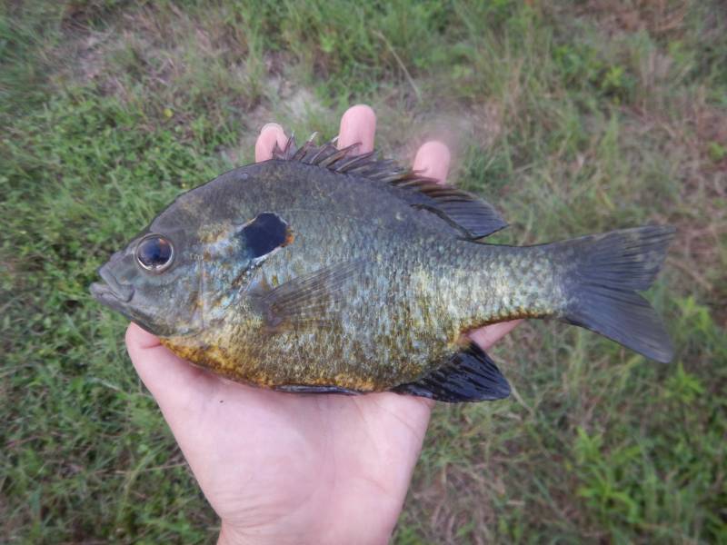 Bluegill in Refugio