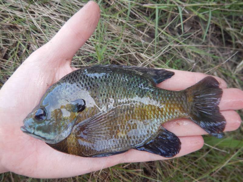 Bluegill in Point Blank