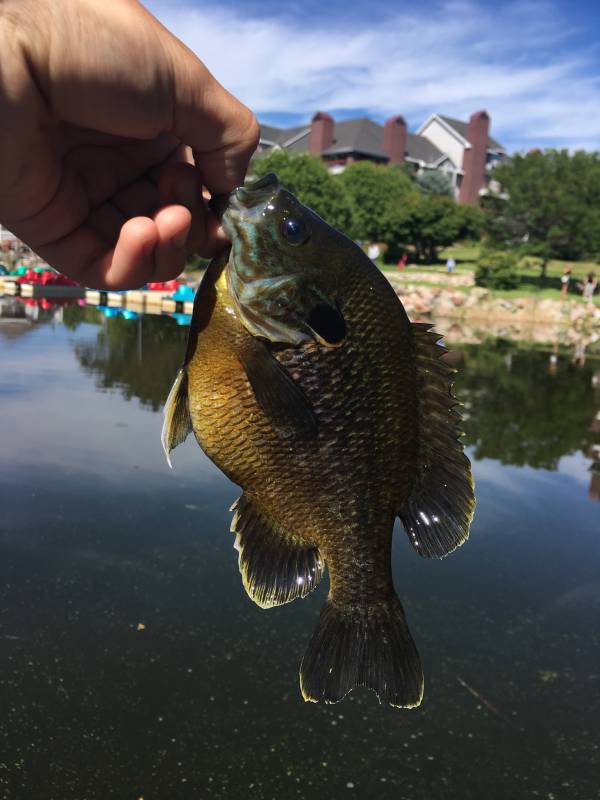 Bluegill in Lake Saint Croix Beach