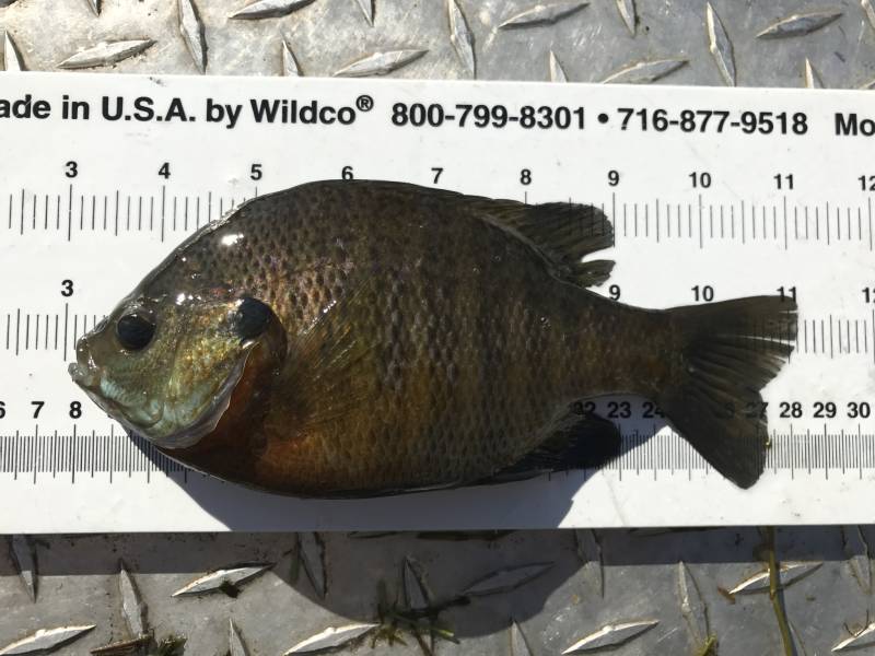 Bluegill in Erie