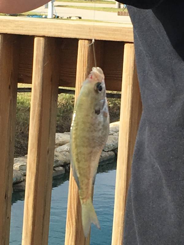 Bluegill in Port Lavaca
