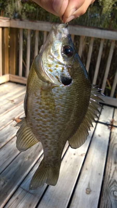Bluegill in Folly Beach