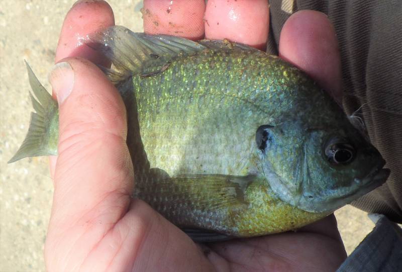 Bluegill in Wisconsin River