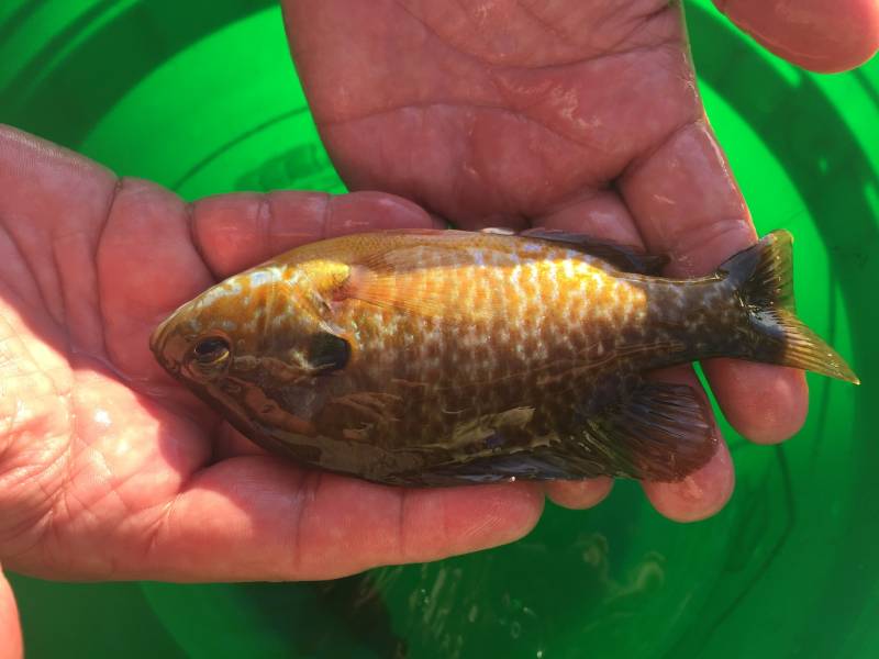 Bluegill in Rio Linda