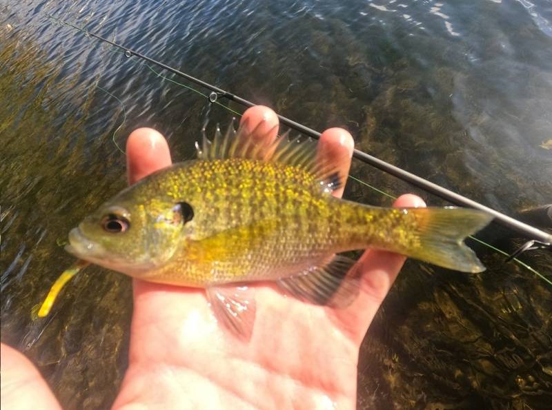 Bluegill in Rochester