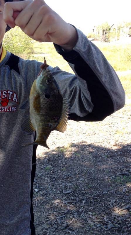 Bluegill in Tracy