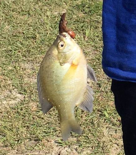 Bluegill in Parker