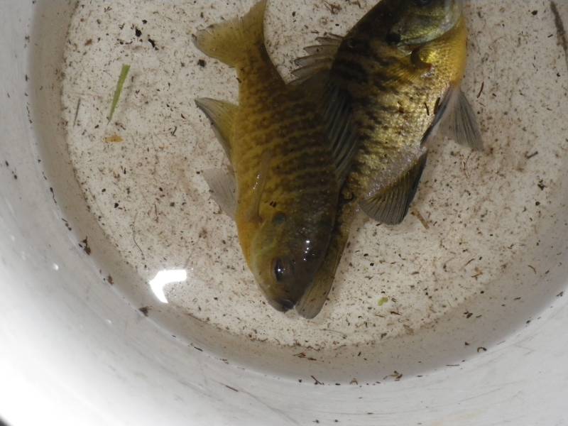 Bluegill in Tracy