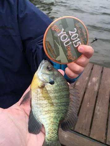 Bluegill in Racine