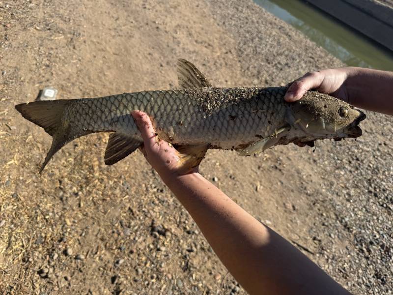 Grass carp in Tolleson
