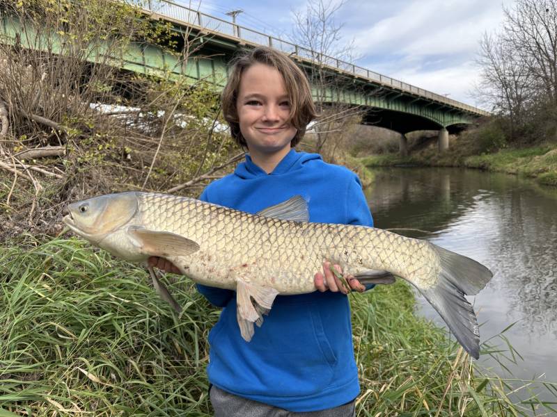 Grass carp in Papillion