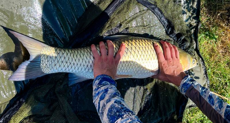 Grass carp in Bee Cave