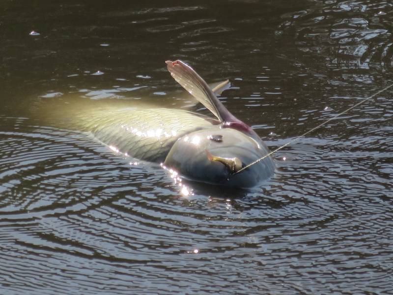 Grass carp in Port Royal
