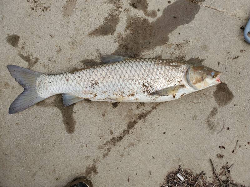 Grass carp in Cumberland River