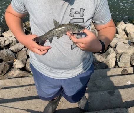 Grass carp in Pella