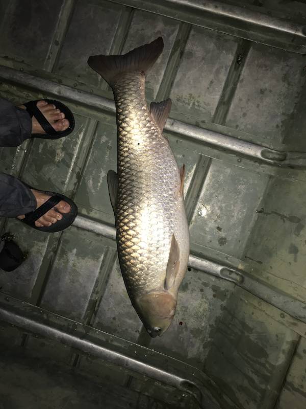 Grass carp in Shenandoah