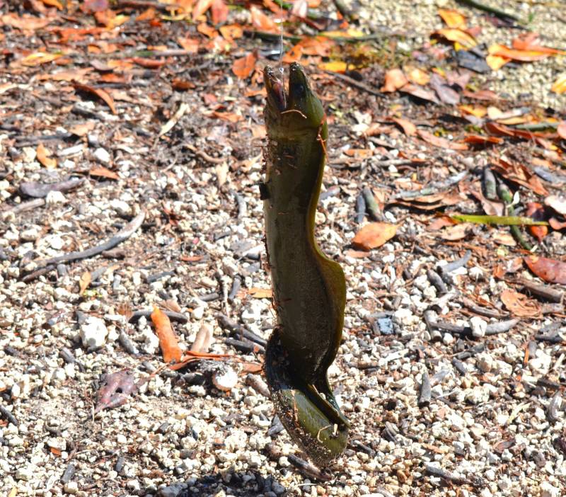 Conger eel in Florida City