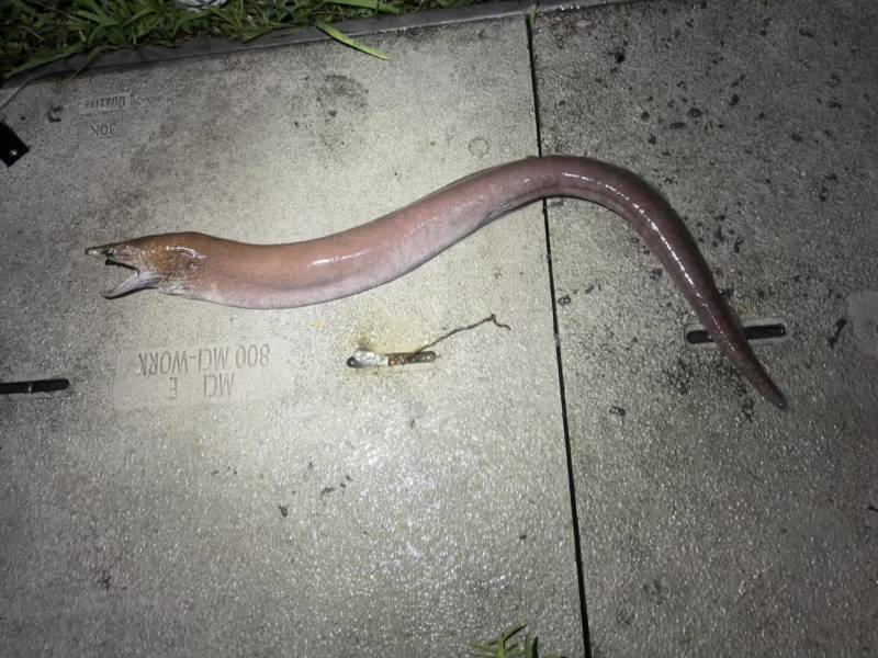 Conger eel in Coconut Creek